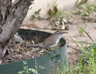 Bewicks Wren 7322